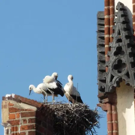 & Ferienwohnung Zum Schmuckgiebel 게스트하우스 탄게르문데